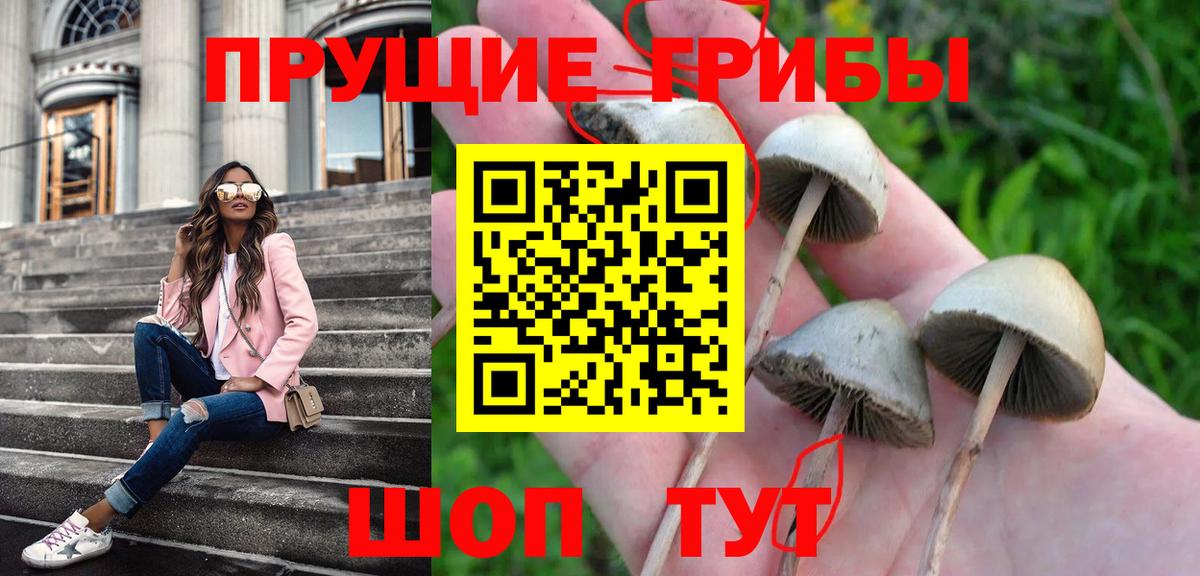 Вятские Поляны  Псилоцибиновые грибы Cubensis  Вход с VPN 